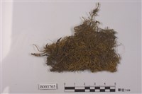 藏品(綠鋸苔屬)的圖片